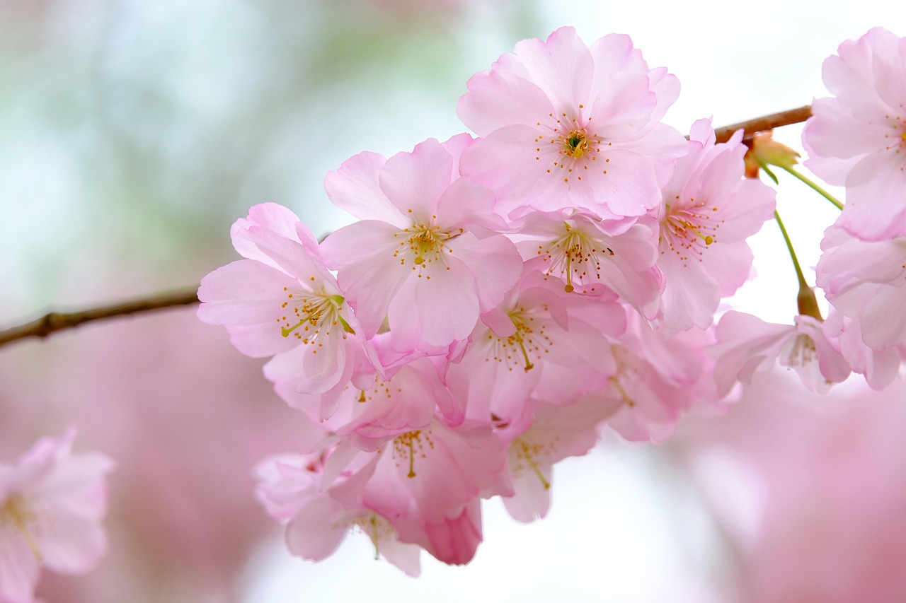 Cherry Blossoms Branch Petals Free photo on Pixabay Pixabay