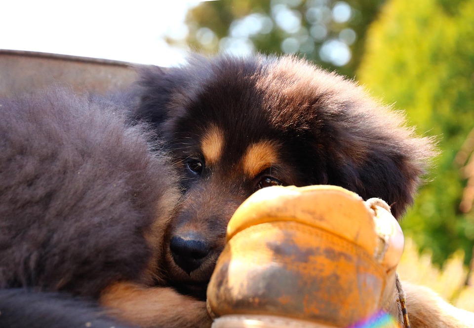 Anak Anjing Hewan Foto Gratis Di Pixabay