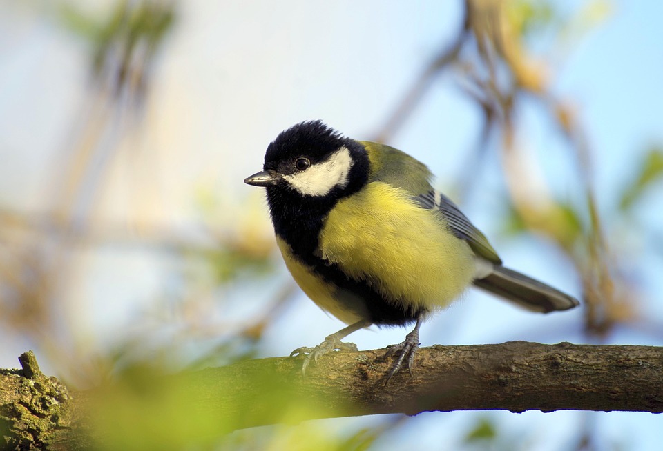 Dada Burung Songbird Foto Gratis Di Pixabay