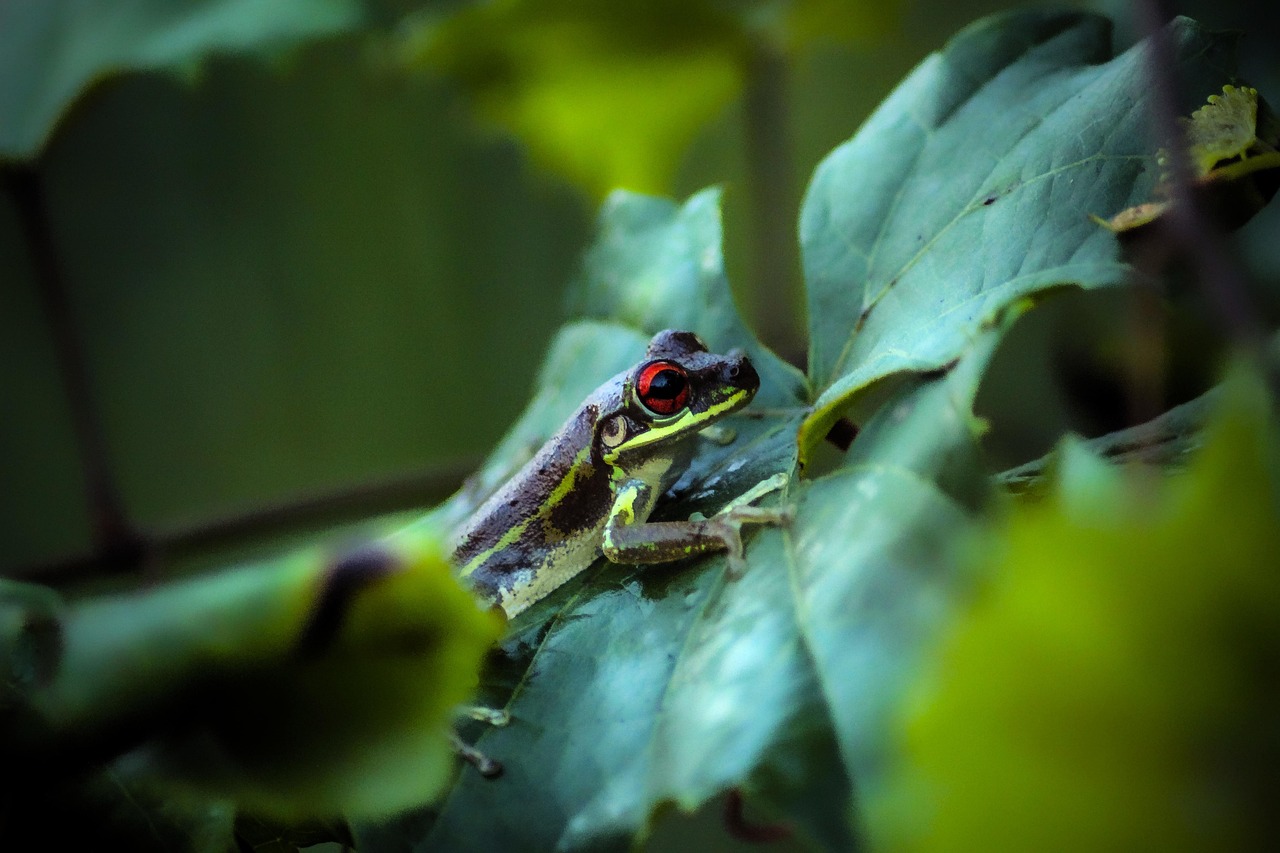 Frog - free online jigsaw puzzle photo