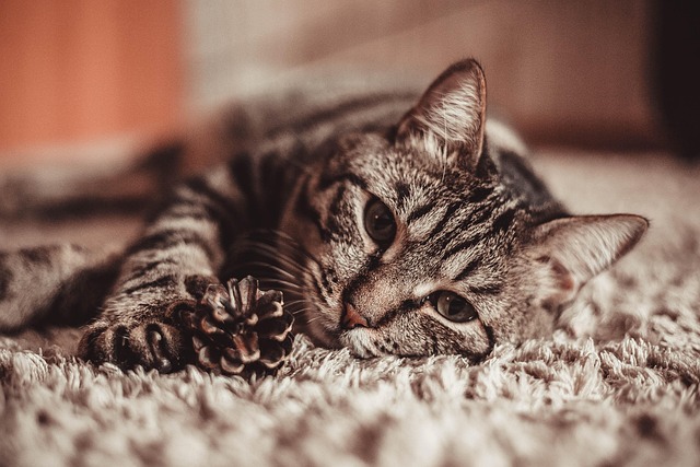 Free Cat Love photo and picture