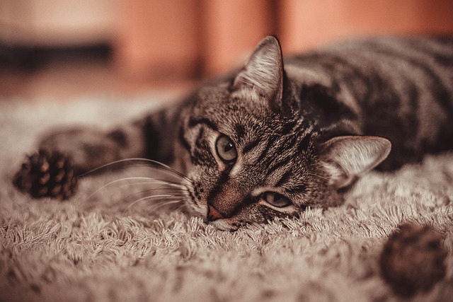 Free Cat Love photo and picture