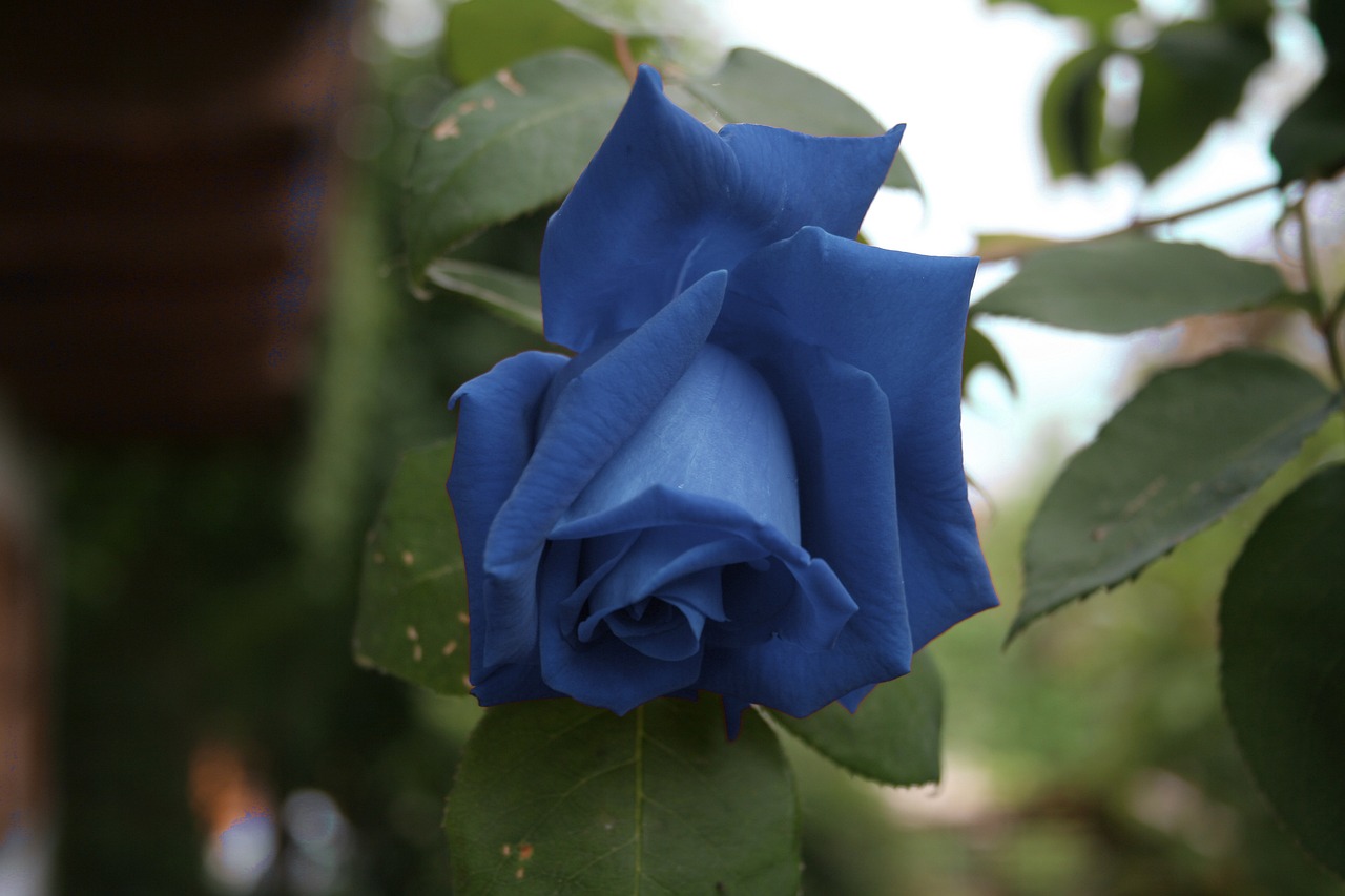 玫瑰 开花 花 - Pixabay上的免费照片 - Pixabay