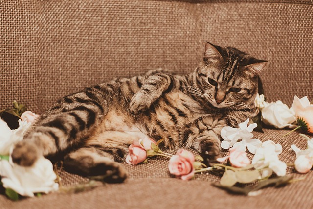 Free Cat Love photo and picture