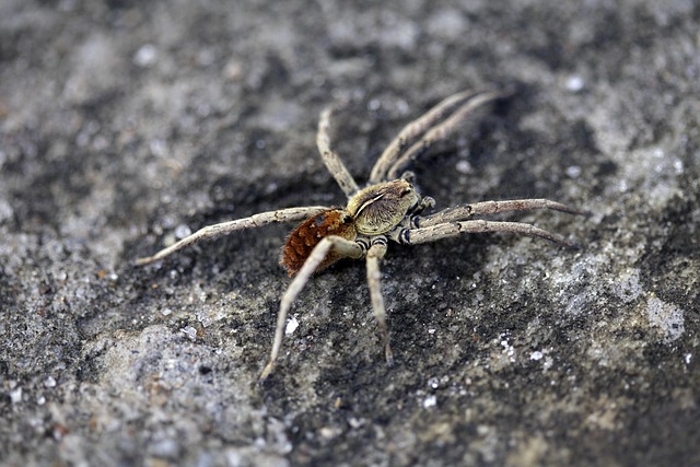 Free Spider Nature photo and picture