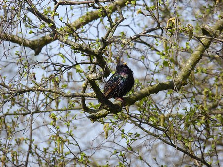 Estorninho Comum, Pássaro, Animal