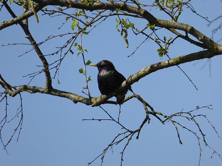 Estorninho Comum, Pássaro, Animal