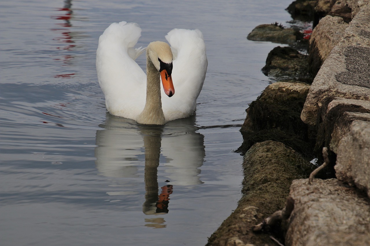 Beak Bird Rocks - Free photo on Pixabay - Pixabay