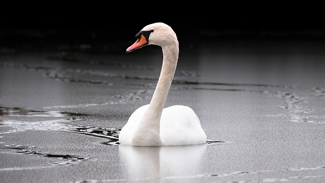 Swan, Ente, Vogel, Natur, Wasser