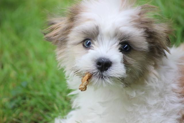 Free Shih Tese Puppy photo and picture
