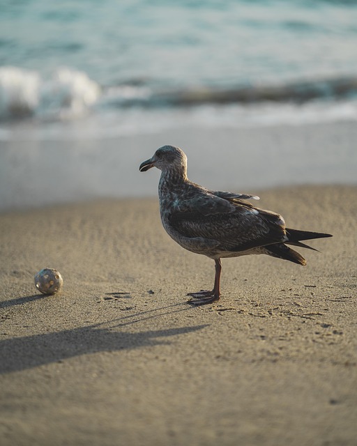 Strand, Natur, Vogel, Ball