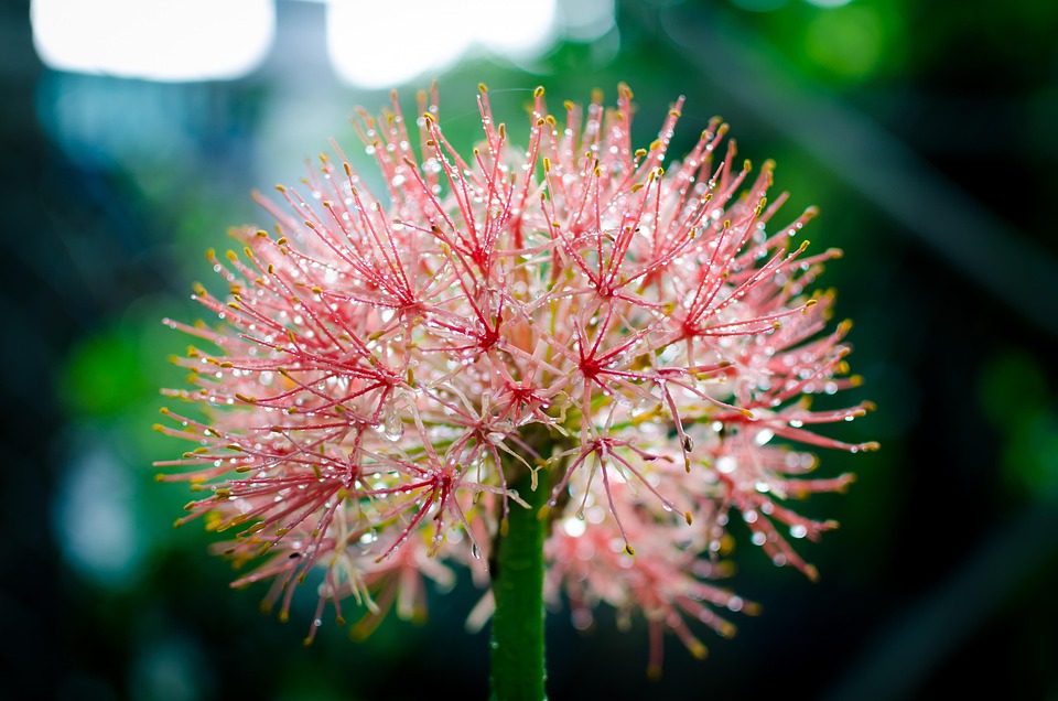 Belas Flores Flower Close Up Foto Gratuita No Pixabay