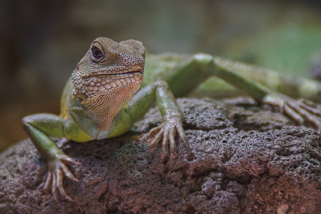 Free Lizard Reptile photo and picture