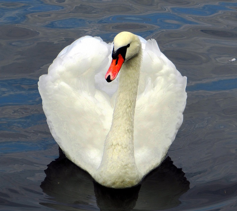 Cygne Coloré L'Eau - Photo gratuite sur Pixabay