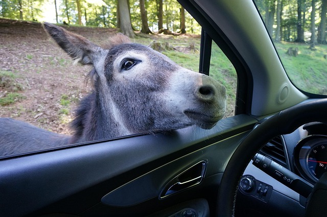 Røv, Automobil, Zoo, Parkere, Dyreliv