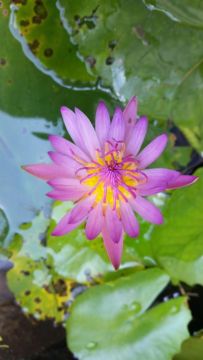Flower Lotus Thai Pink - Free photo on Pixabay