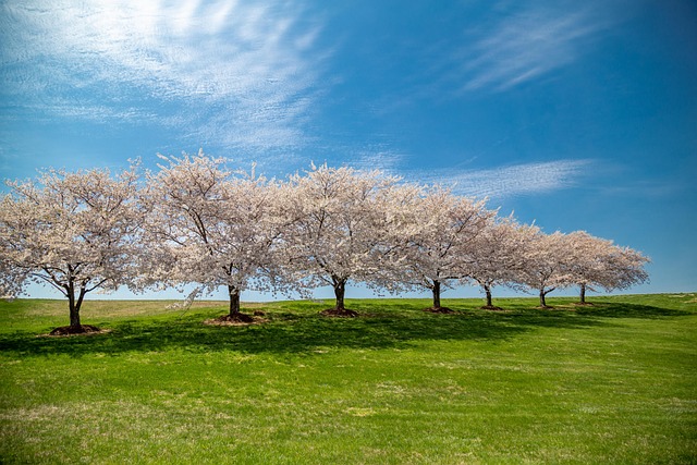 Free Cherry Blossoms Background photo and picture