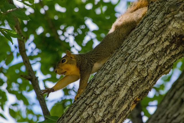 Free Squirrel Rodent photo and picture