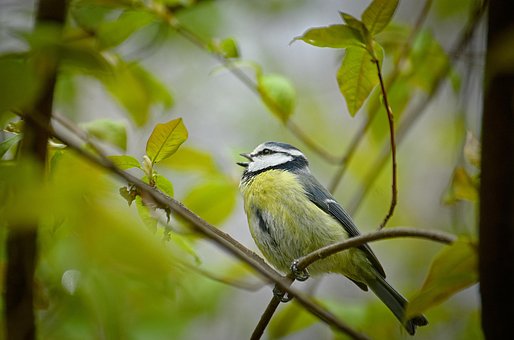 Free Blue Tit Songbird photo and picture