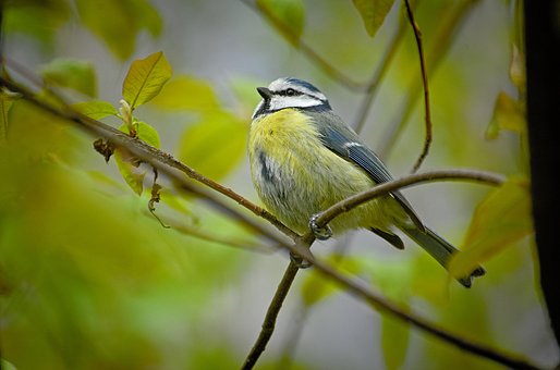 Free Blue Tit Songbird photo and picture
