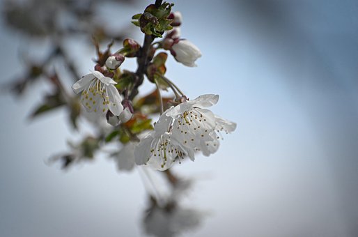 Free Blossoms Nature photo and picture