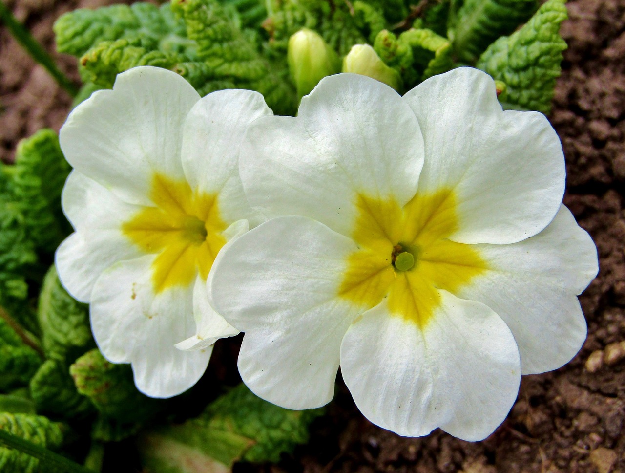 Spring White Ba Spring White Nature - Free photo on Pixabay