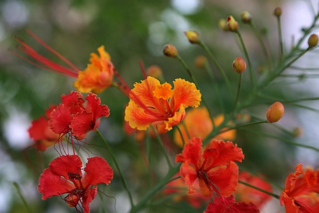 Blume, Natur, Rose, Blumen, Rose, Feder