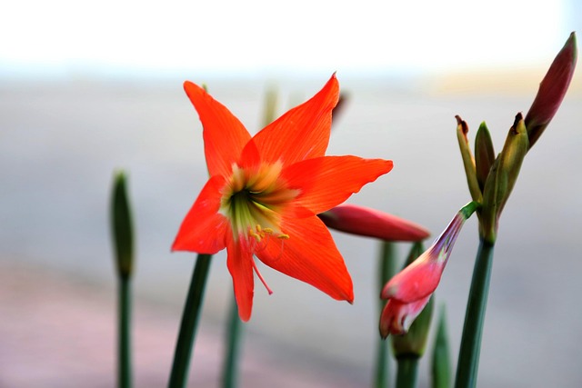 Jarajorechi, Blume, Rot, Mohn, Blumen