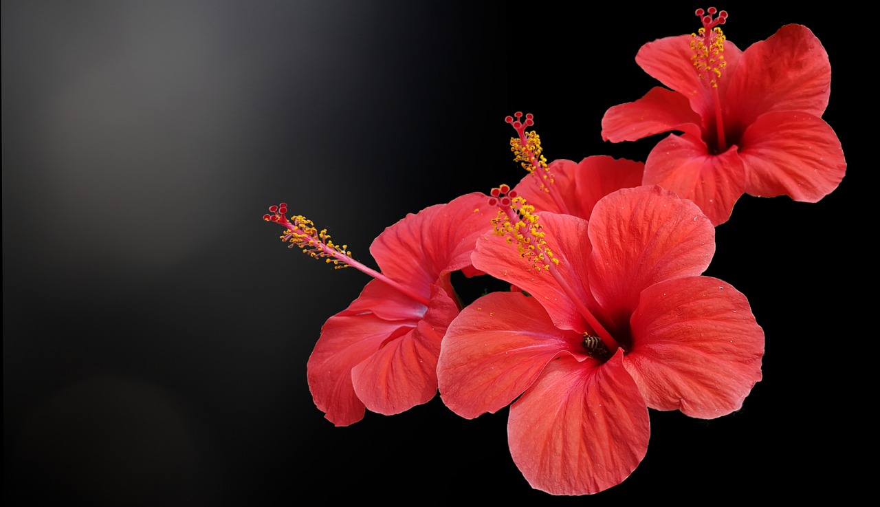 花 夏 自然 - Pixabayの無料写真 - Pixabay