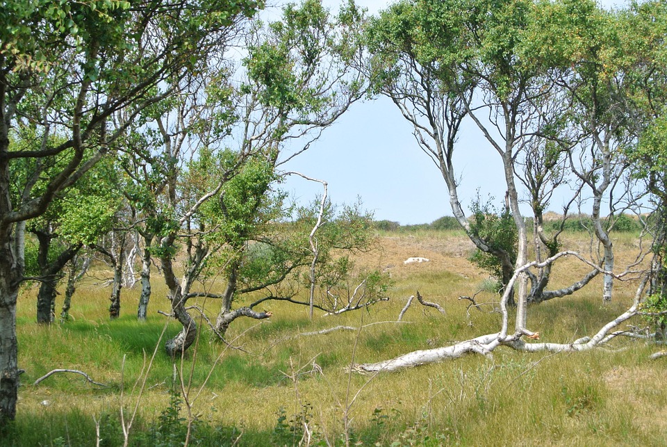 Øen Træer Natur Landskab - Gratis foto på Pixabay - Pixabay