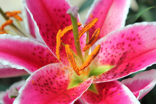 Free Flower Iris photo and picture