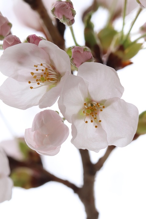 Fleur De Cerisier Printemps Fleurs Photo Gratuite Sur Pixabay