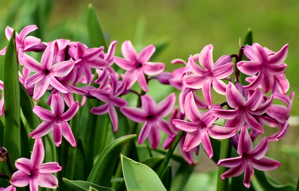 Hyacinths 春の花 ヒヤシンス Pixabayの無料写真