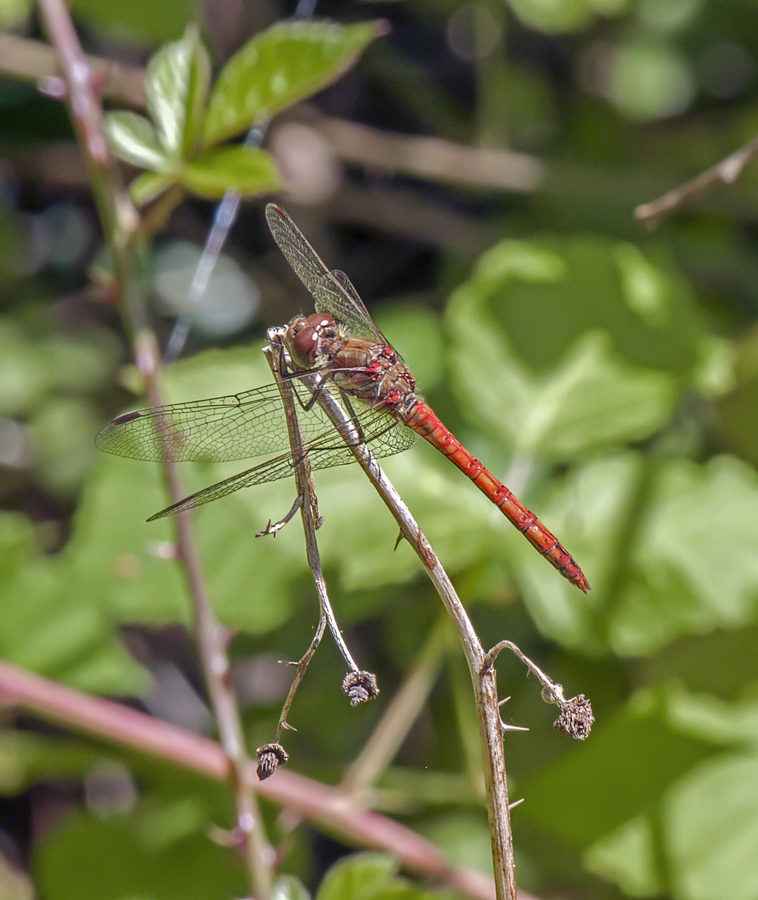 Sudenkorento Punertava Darter Ilmainen Valokuva Pixabayssa Pixabay