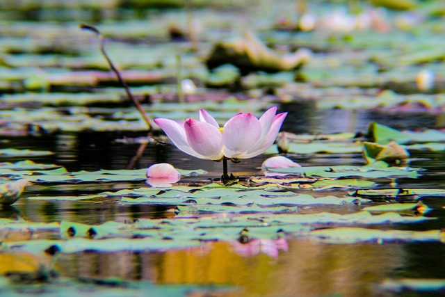 Loto Planta Flor - Foto gratis en Pixabay - Pixabay