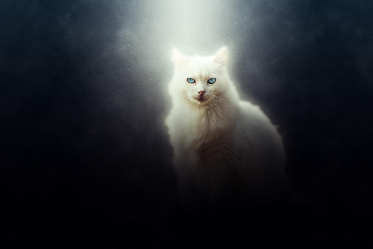 Cat - free online jigsaw puzzle photo