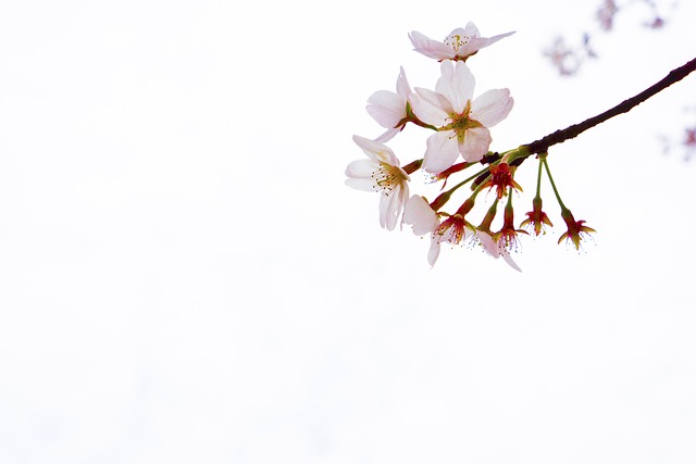 Kirsebærblomster, Yuantouzhu, Wuxi
