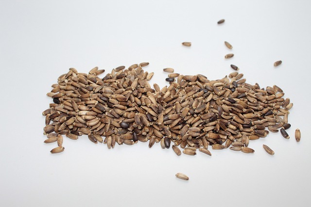 Milk Thistle, Milk Thistle Seed