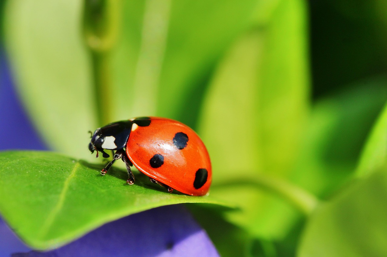 Top 999 Ladybug Images Amazing Collection Ladybug Images Full 4K