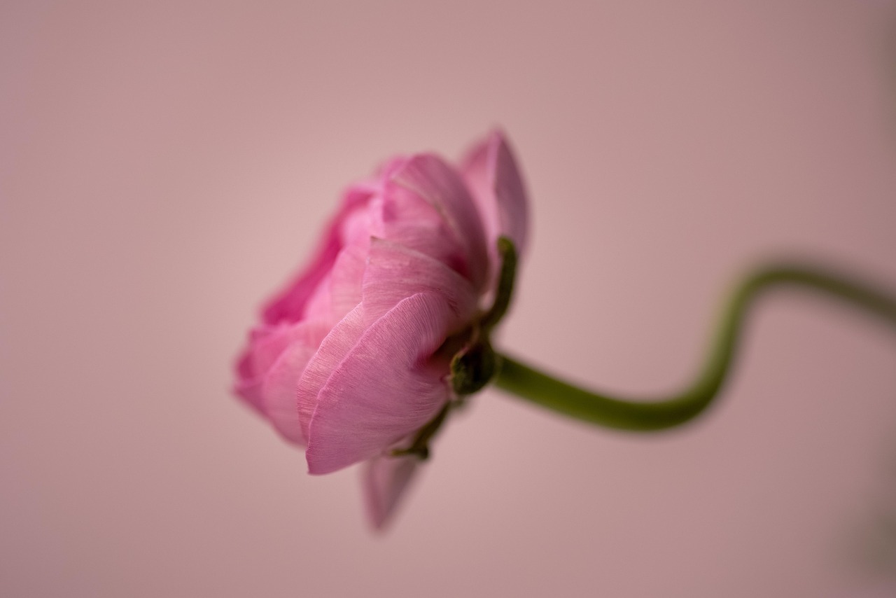 flower-4108066_1280.jpg