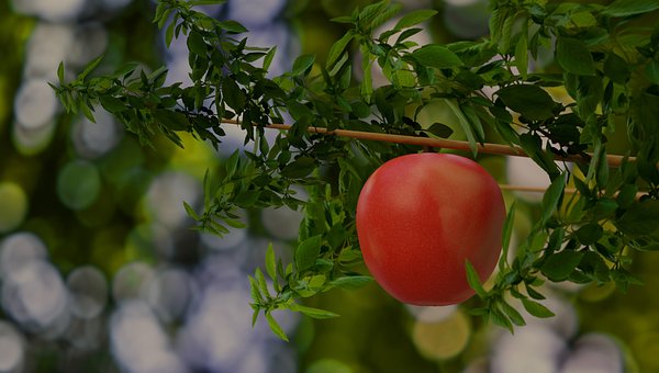 Manzana, Fruta, Sale De, Rojo, Nuevo
