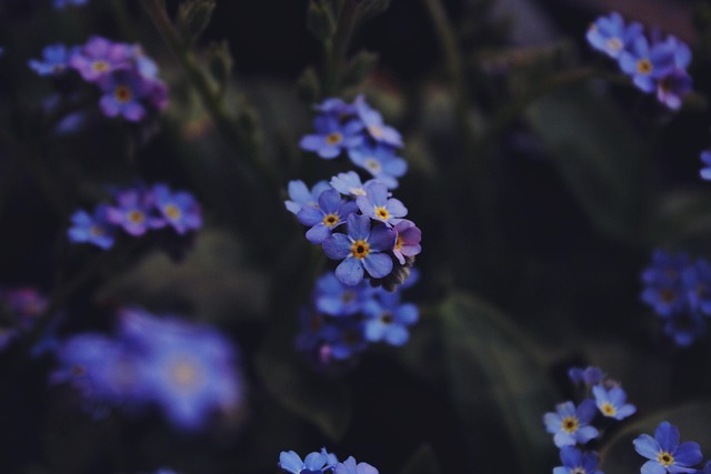 Flora, Makro, Blå, Natur, Blade