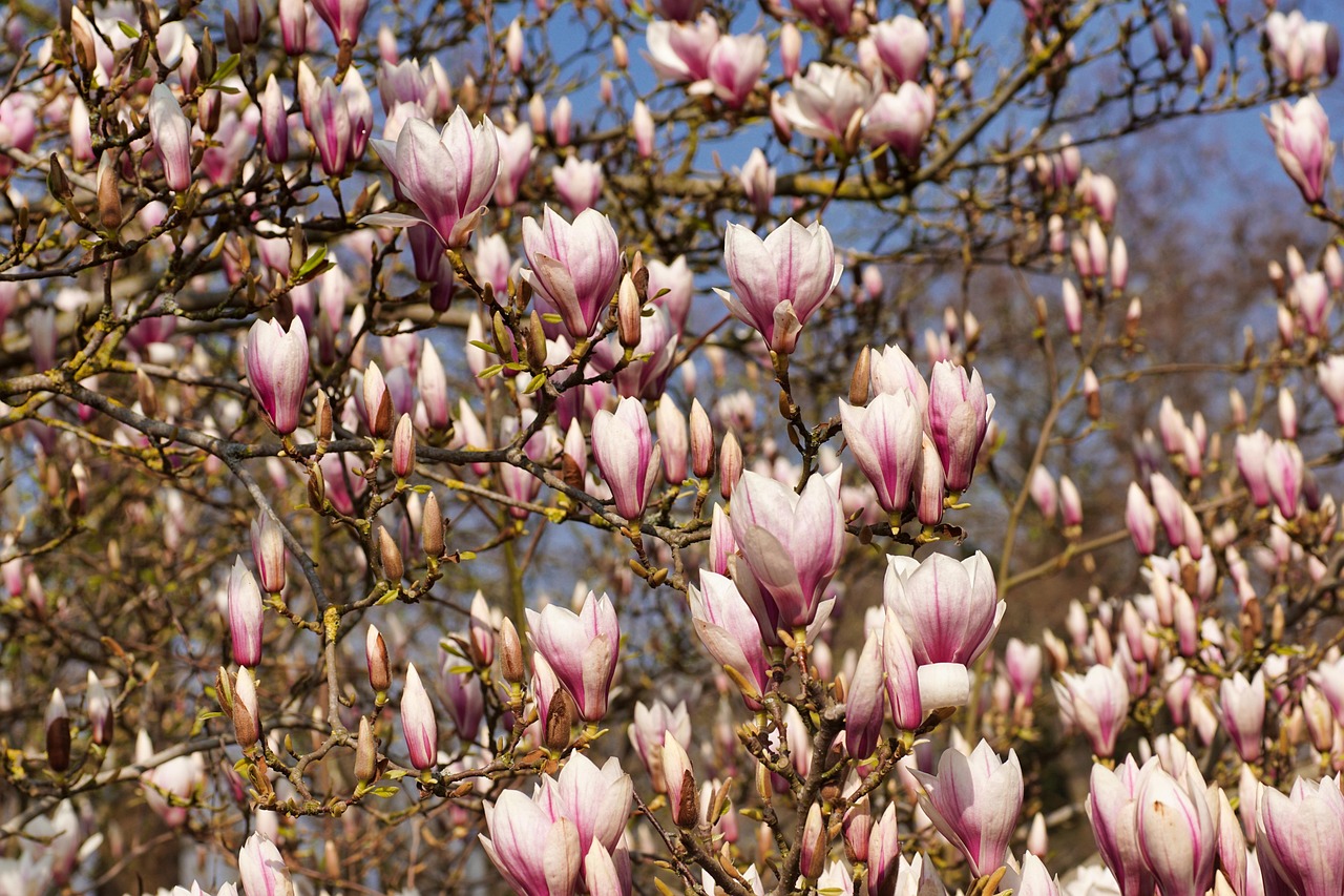 Magnolia Bud Spring - Free photo on Pixabay