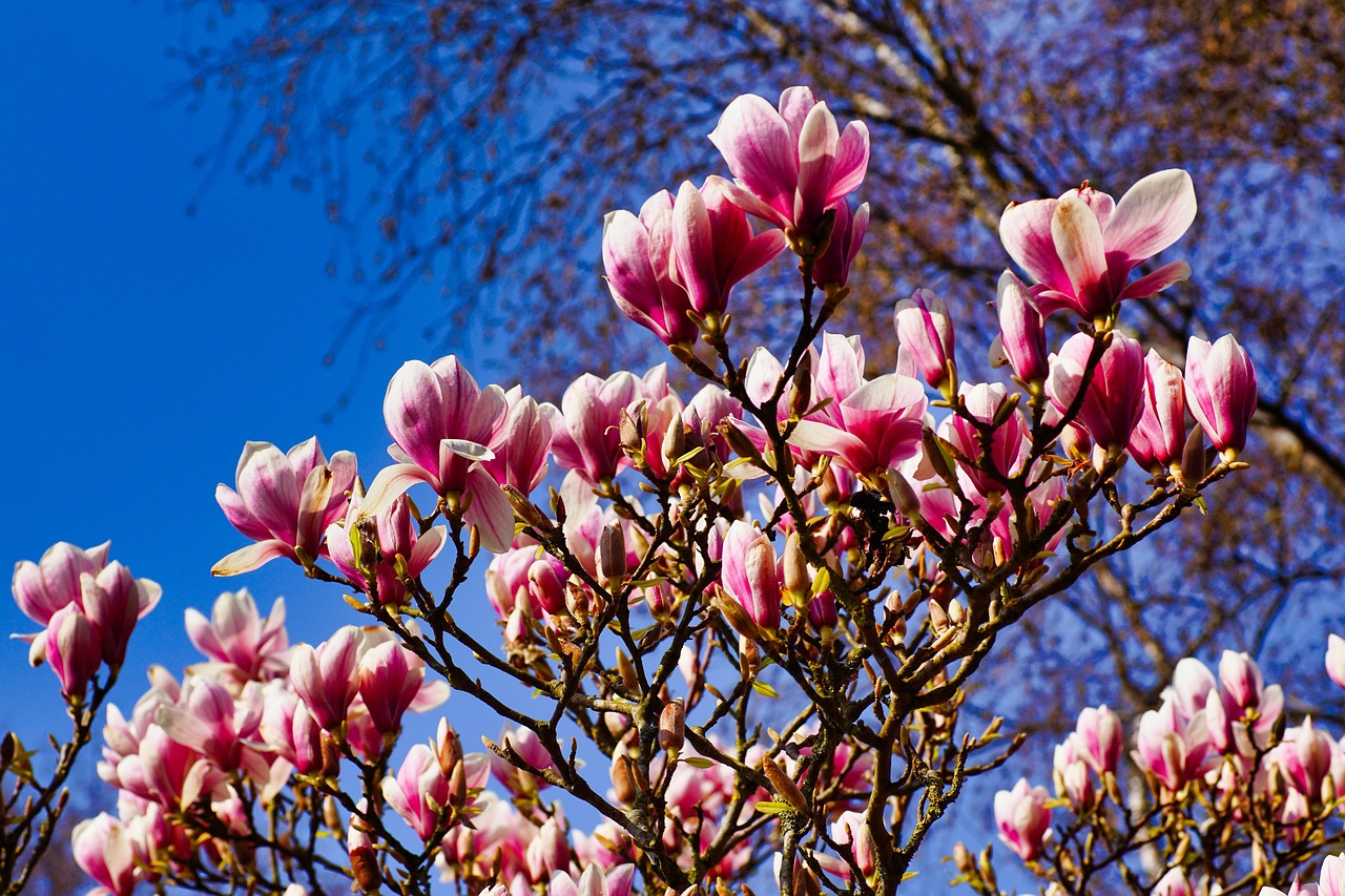 Magnolia Bud Spring - Free photo on Pixabay - Pixabay