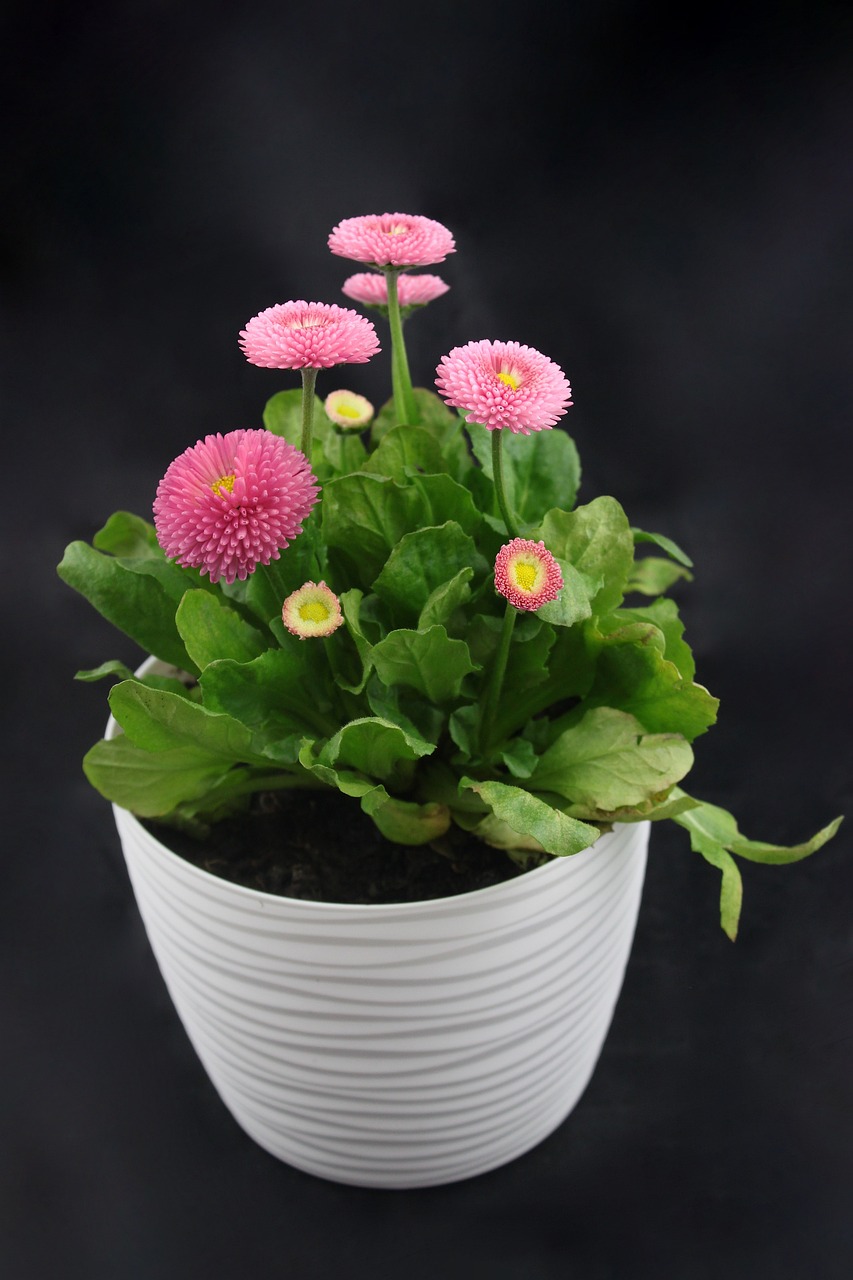 Blume Topf Feder