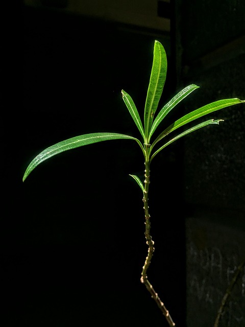 Free Nature Plant photo and picture