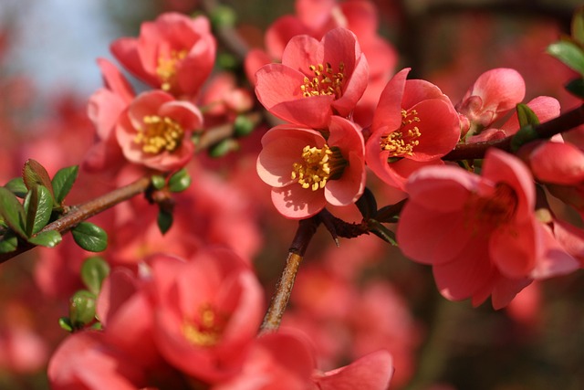 Free Flora Flower Background photo and picture