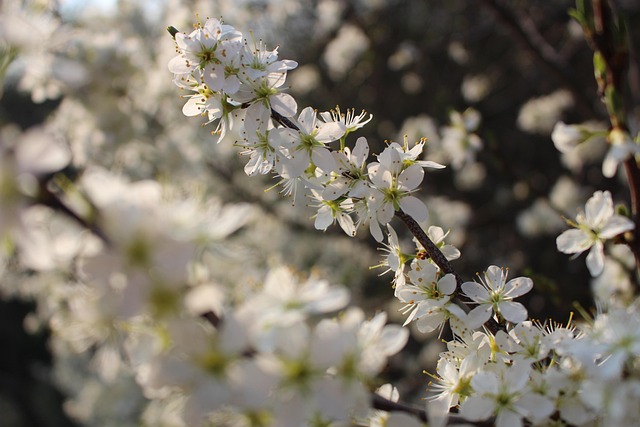Free Flora Nature photo and picture