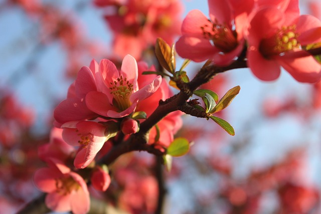 Free Flora Nature photo and picture