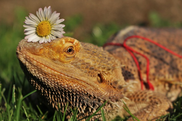 Free Agama Animal photo and picture